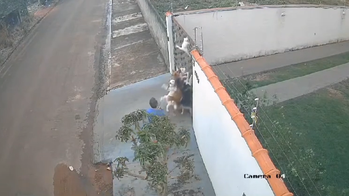 Vídeo: Homem é preso por deixar cães Husky Siberiano matarem gato em Juína