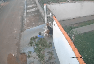 Vídeo: Homem é preso por deixar cães husky siberiano matarem gato em MT