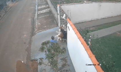 Vídeo: Homem é preso por deixar cães Husky Siberiano matarem gato em Juína