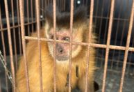 Macaco-prego que viveu 31 anos acorrentado pelo pescoço é resgatado no PR