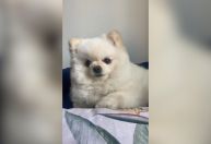 Cadela é espancada em banho no pet shop e morre com traumatismo craniano