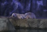 Parques de SP alertam para golpes virtuais em vendas de ingressos