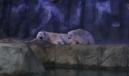 Parques de SP alertam para golpes virtuais em vendas de ingressos