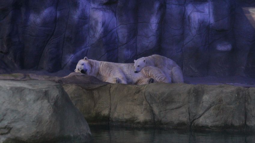 Aurora e Peregrino nasceram na Rússia e vivem no Aquário de São Paulo há 10 anos • Divulgação/Aquário de São Paulo