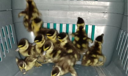 Treze patos são resgatados em estação de trem em São Paulo