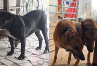 Três cães morrem em transporte por empresa especializada, denunciam tutores