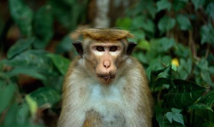 Macaco causa apagão generalizado no Sri Lanka afetando milhões de pessoas