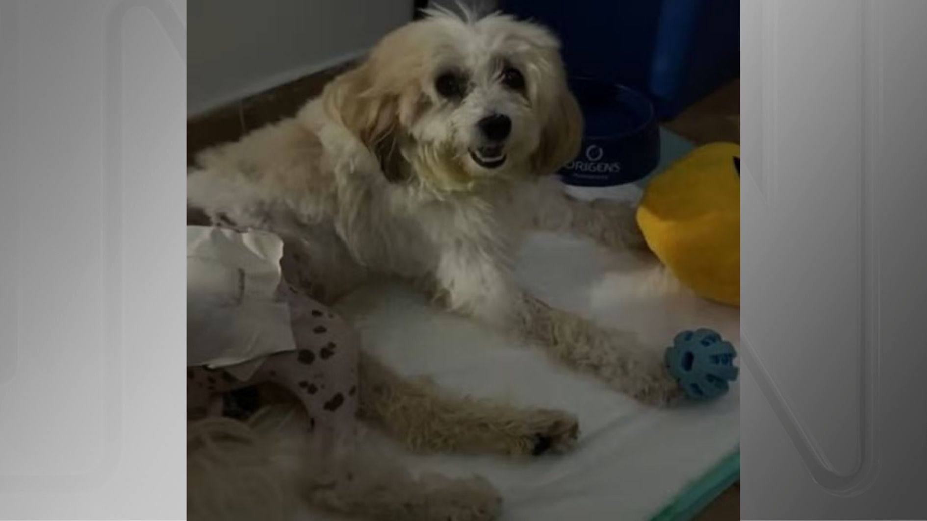 Cachorro Pelado é autor de processo judicial contra a prefeitura de João Pessoa (PB))