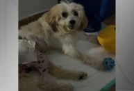 Cachorro processa prefeitura após suposto erro em atendimento veterinário