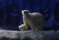 SP: Primeira ursa polar nascida na América Latina é apresentada ao público