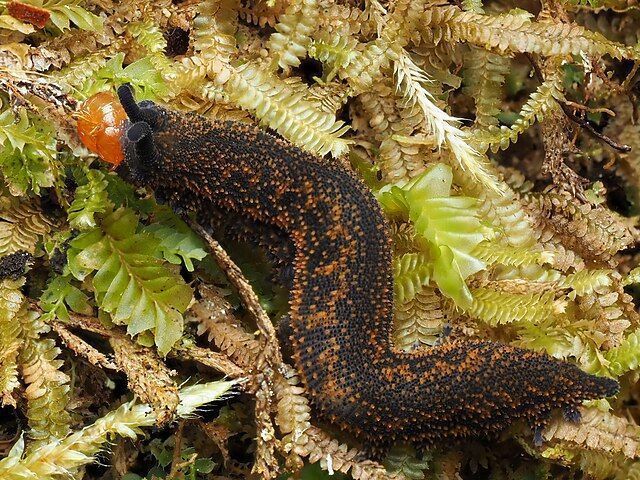 Peripatoides suteri é o nome do verme-de-veludo da Nova Zelândia