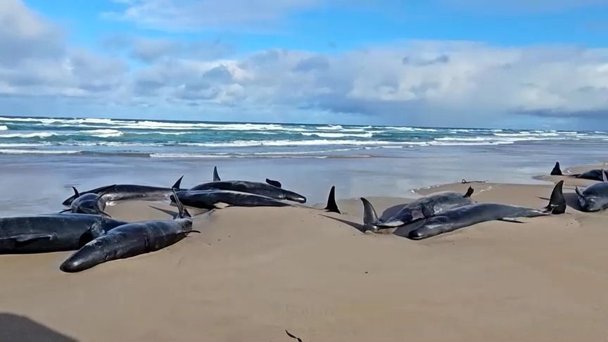 Baleias encalhadas na praia da Tasmânia. • Reprodução/Reuters