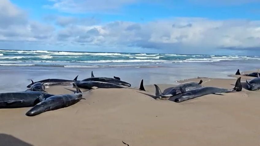 Baleias encalhadas na praia da Tasmânia. • Reprodução/Reuters