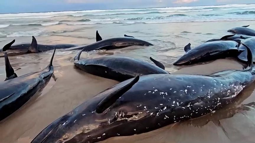 Falsas-Orcas encontradas encalhadas perto do Rio Arthur na costa oeste da Tasmânia.