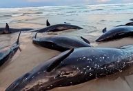 Resgate falho termina com 90 baleias sacrificadas na Austrália