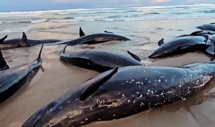 Resgate falho termina com 90 baleias sacrificadas na Austrália