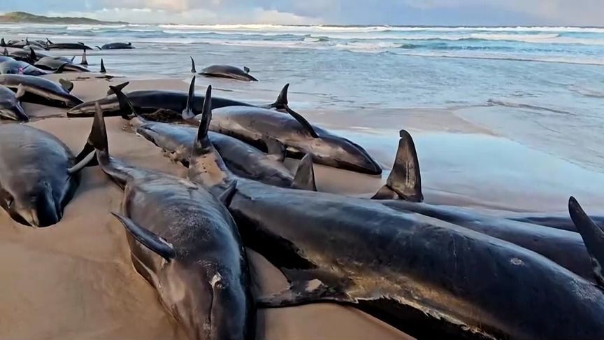Falsas-Orcas encontradas encalhadas perto do Rio Arthur na costa oeste da Tasmânia. • Reprodução/Reuters
