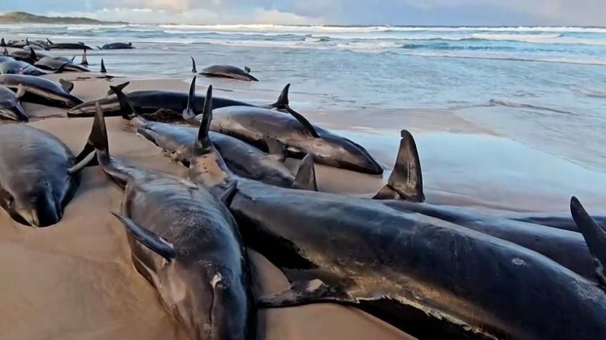 Falsas-Orcas encontradas encalhadas perto do Rio Arthur na costa oeste da Tasmânia. • Reprodução/Reuters