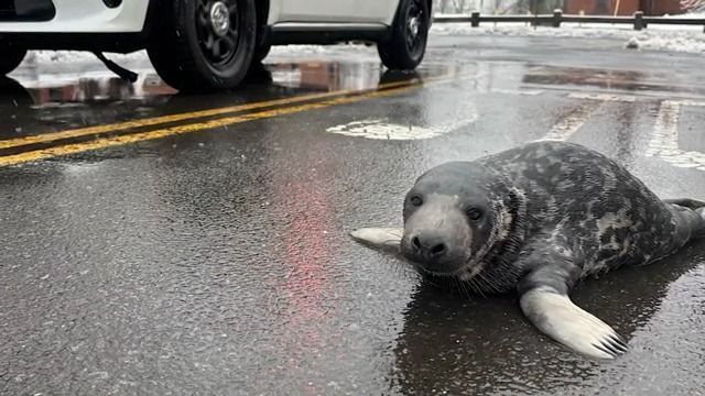 Filhote de foca encontrado em uma rua de Connecticut, nos EUA
