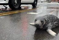 Filhote de foca é encontrado nas ruas de Connecticut, nos EUA
