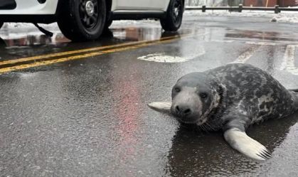 Filhote de foca é encontrado nas ruas de Connecticut, nos EUA
