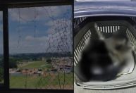 Polícia Civil do DF prende homem acusado de arremessar gato de apartamento