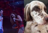 Cachorro de Anitta ganha coleira com rastreador de presente