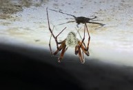 "The Last of Us"? Fungo que transforma aranhas em zumbis é descoberto