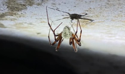 "The Last of Us"? Fungo que transforma aranhas em zumbis é descoberto