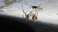 "The Last of Us"? Fungo que transforma aranhas em zumbis é descoberto