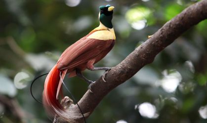 Aves-do-paraíso mandam sinais coloridos invisíveis a olhos humanos