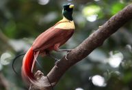 Aves-do-paraíso mandam sinais coloridos invisíveis a olhos humanos