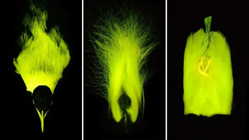 Algumas espécies de aves-do-paraíso, que ostentam penas coloridas e elaboradas, provavelmente usam biofluorescência para melhorar sinais visuais durante exibições de cortejo e disputas territoriais • René Martin