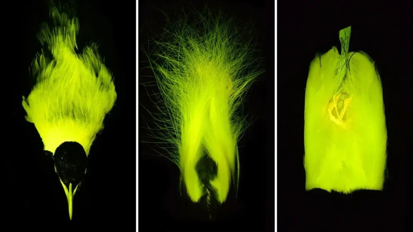 Algumas espécies de aves-do-paraíso, que ostentam penas coloridas e elaboradas, provavelmente usam biofluorescência para melhorar sinais visuais durante exibições de cortejo e disputas territoriais • René Martin