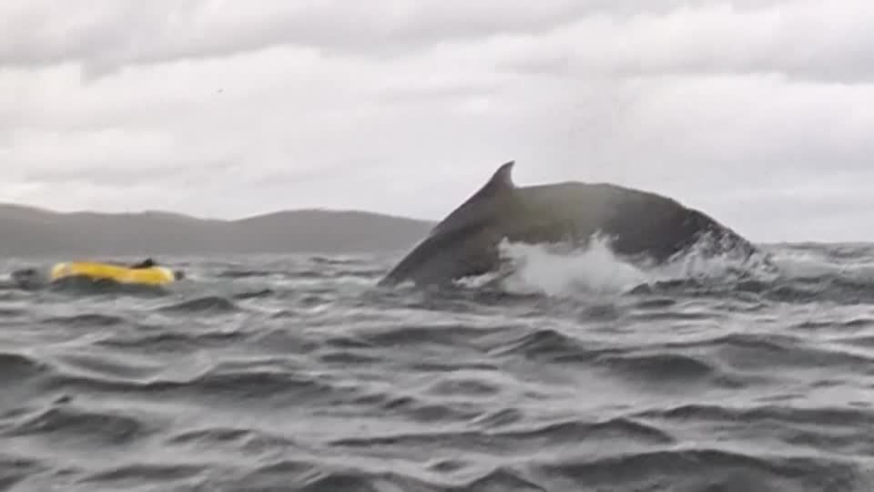 Homem é engolido por baleia jubarte e cuspido pelo animal logo depois no Chile.