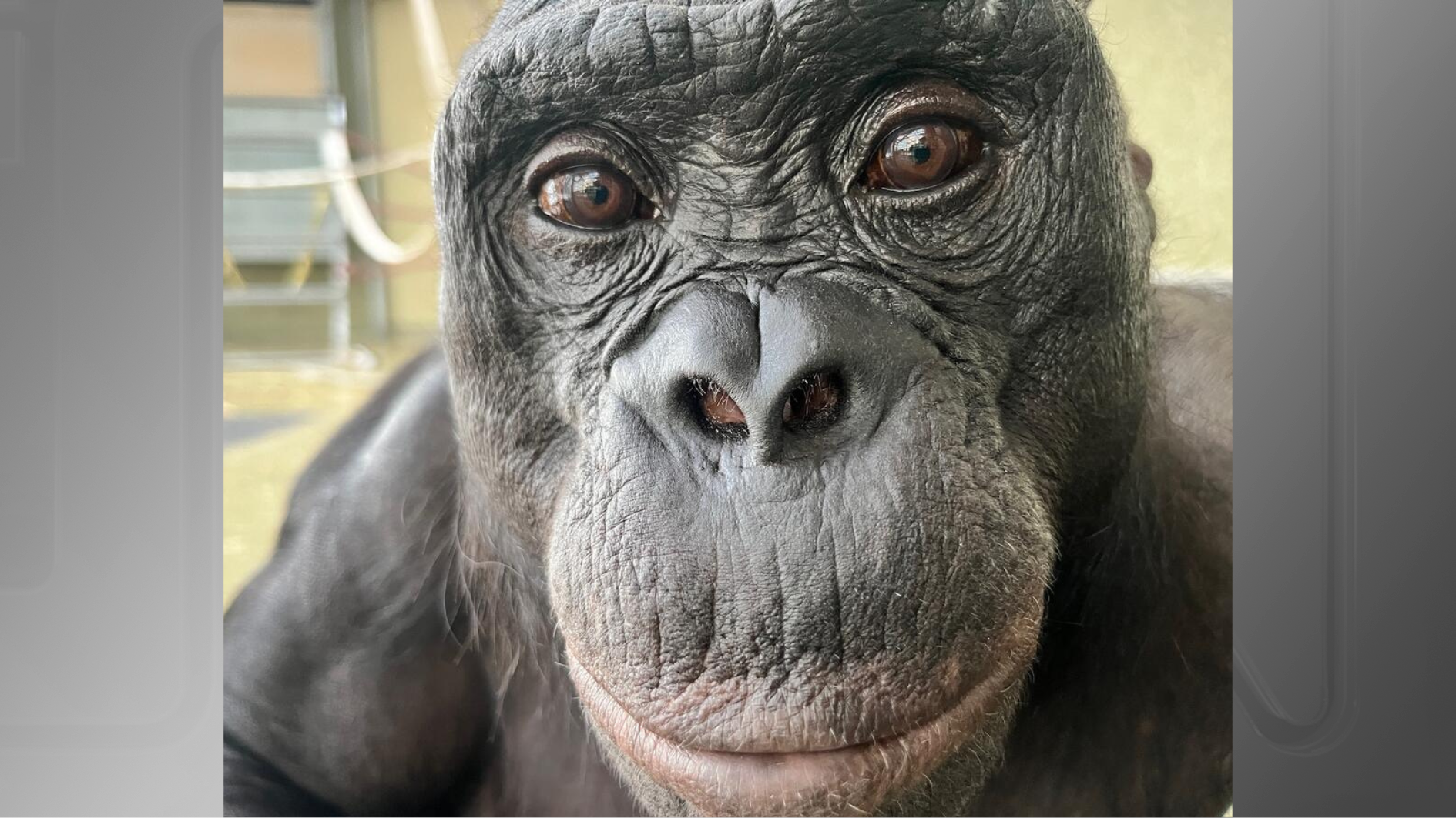 Nyota, um dos três bonobos envolvidos no experimento da Universidade Johns Hopkins