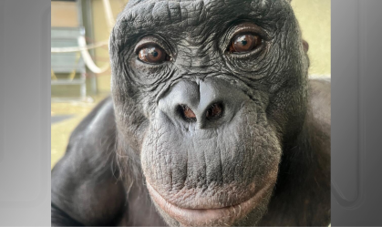 Macacos conseguem ajudar quando humanos não sabem de algo, diz estudo