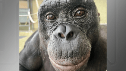 Nyota, um dos três bonobos envolvidos no experimento da Universidade Johns Hopkins