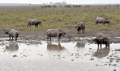 MPF quer controle de búfalos em Rondônia e alerta para risco ambiental