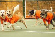 Rio Open 2025 terá "cãodulas" em quadra em ação de incentivo à adoção