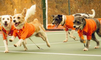 CãoDulas entrarão em quadra ao lado de tenistas no Rio Open 2025