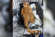 Polícia investiga a morte de 10 gatos por envenenamento em ONG em MG