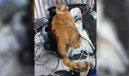 Polícia investiga a morte de 10 gatos por envenenamento em ONG em MG