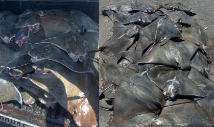Raias ameaçadas de extinção são encontradas mortas no litoral de SP