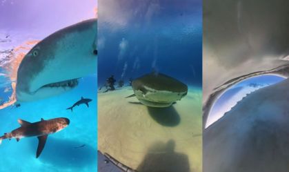 Vídeo: Tubarão-tigre "engole" câmera de mergulhadora brasileira