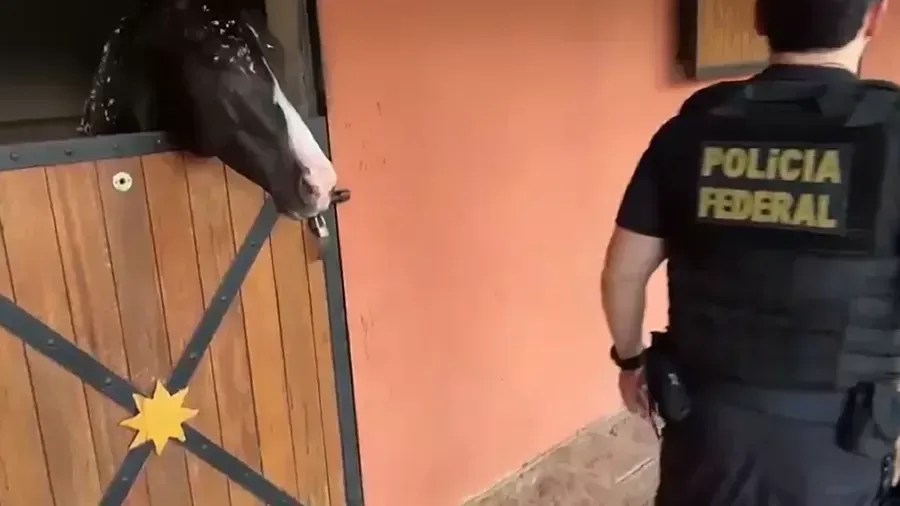 cavalo