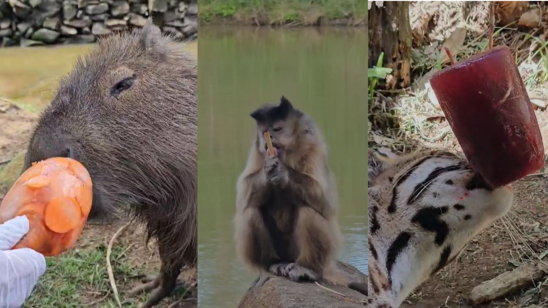 Picolés de frutas, legumes e carne refrescam animais do Gramadozoo