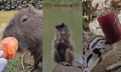 Picolés de frutas, legumes e carne refrescam animais do Gramadozoo