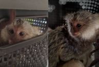 Macaco com as pernas amarradas é resgatado dentro de ônibus no MA