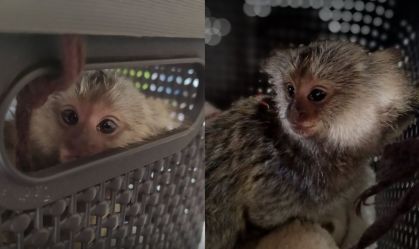 Macaco com as pernas amarradas é resgatado dentro de ônibus no MA